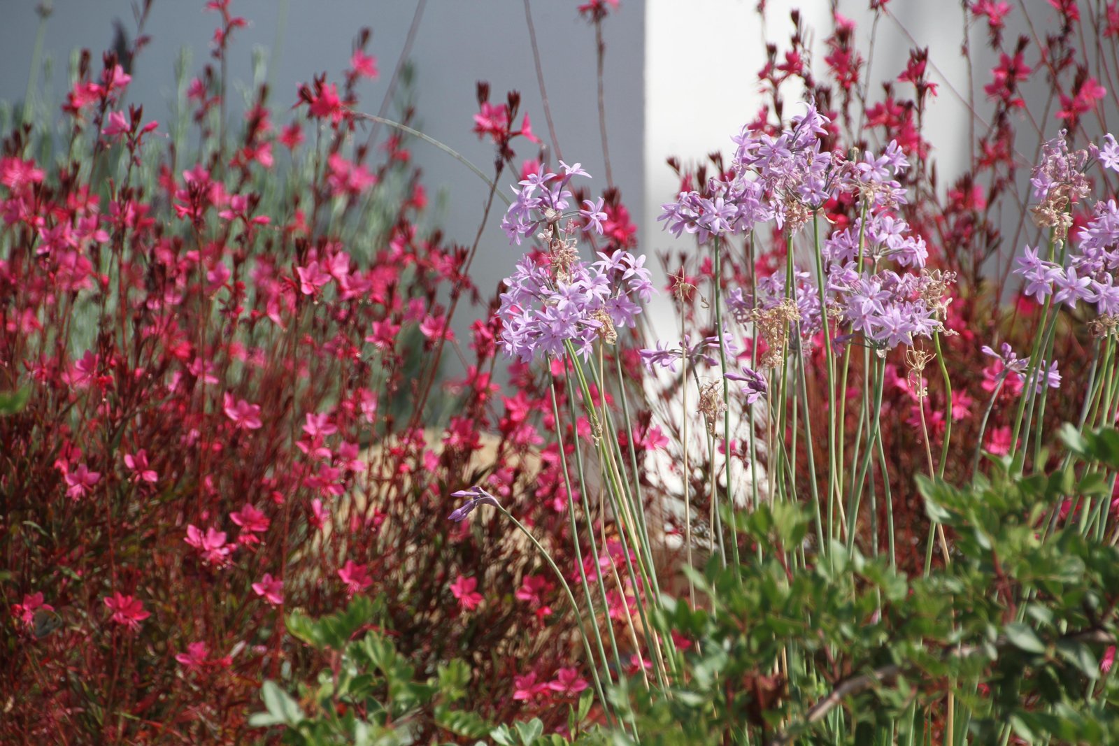 Retreat garden flowers and island colour