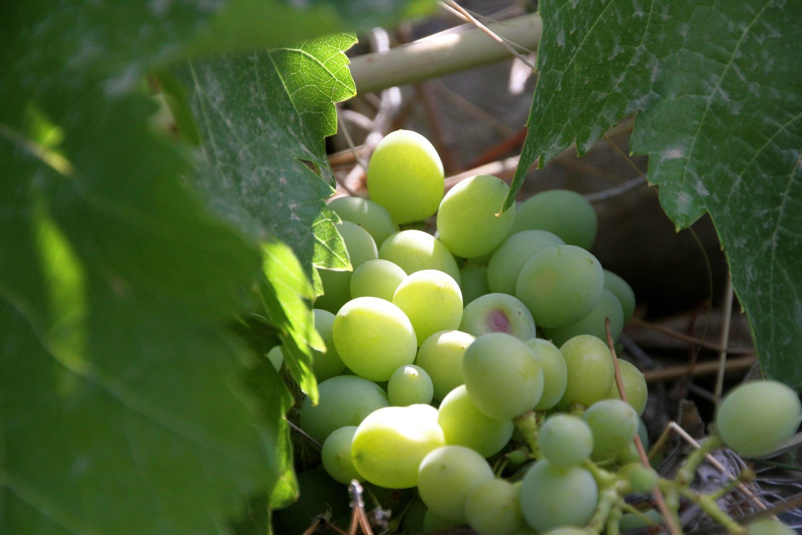 Garden grapes at Kathy's Island Retreat