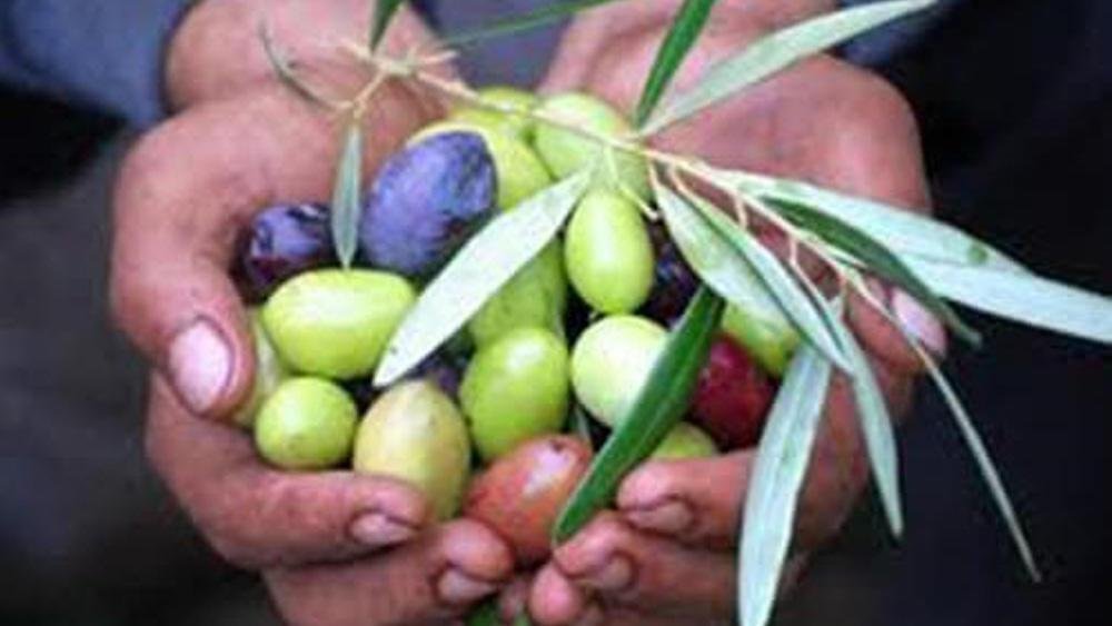 Olive picking